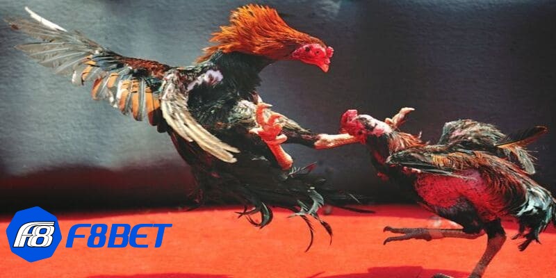 coi đá gà trực tiếp coi đá gà trực tiếp