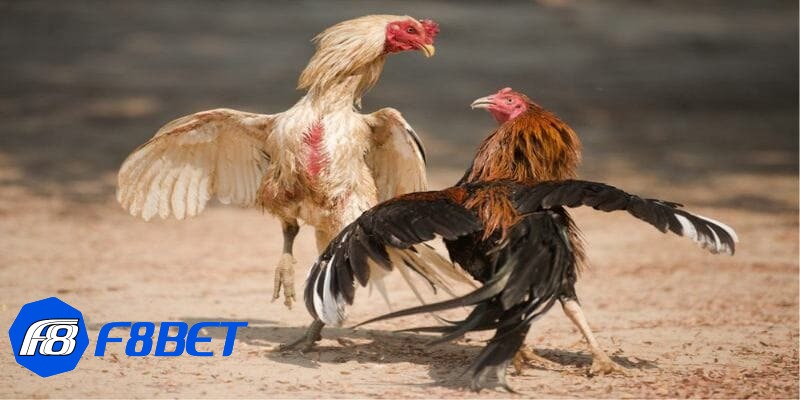 coi đá gà trực tiếp coi đá gà trực tiếp