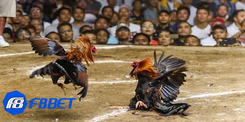 coi đá gà trực tiếp coi đá gà trực tiếp