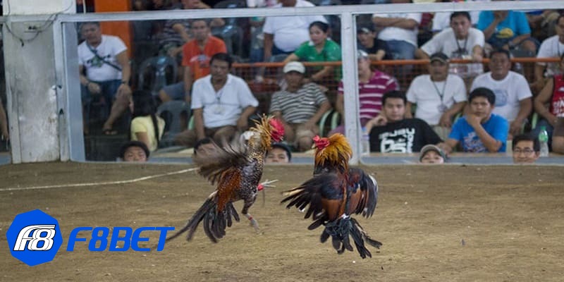 cựa gà đá cựa gà đá