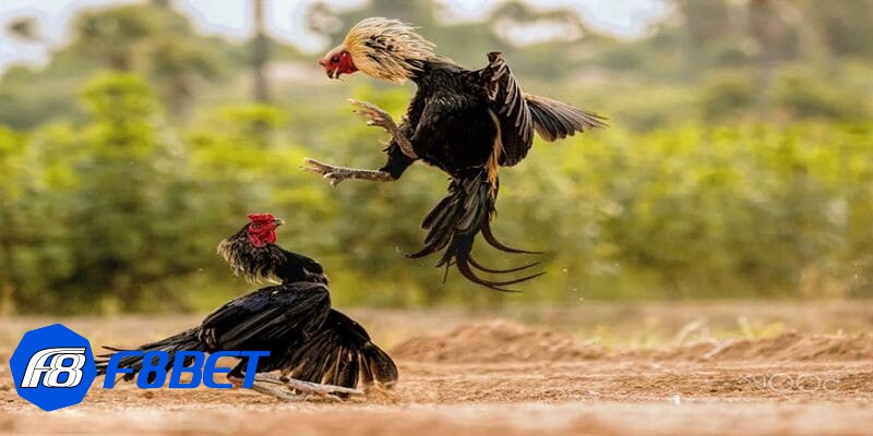 cựa gà đá cựa gà đá