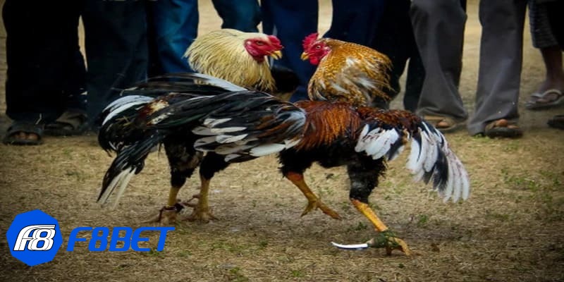 đá gà cpc3 đá gà cpc3