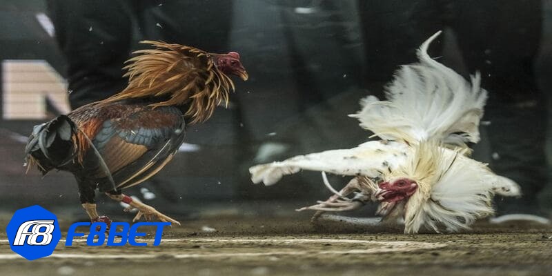 đá gà cpc3 đá gà cpc3