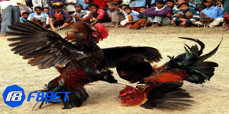 đá gà cpc3 đá gà cpc3