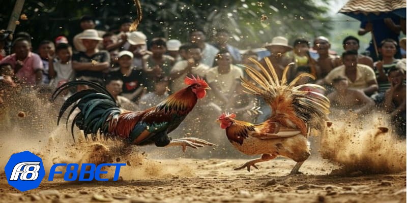 đá gà trực tiếp c1 đá gà trực tiếp c1