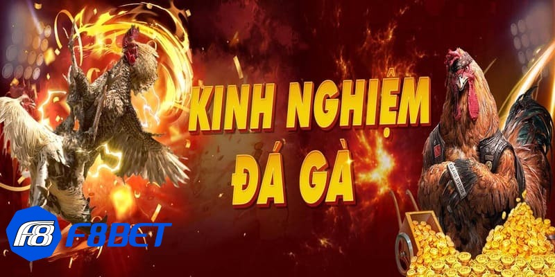 đá gà trực tiếp c1 đá gà trực tiếp c1