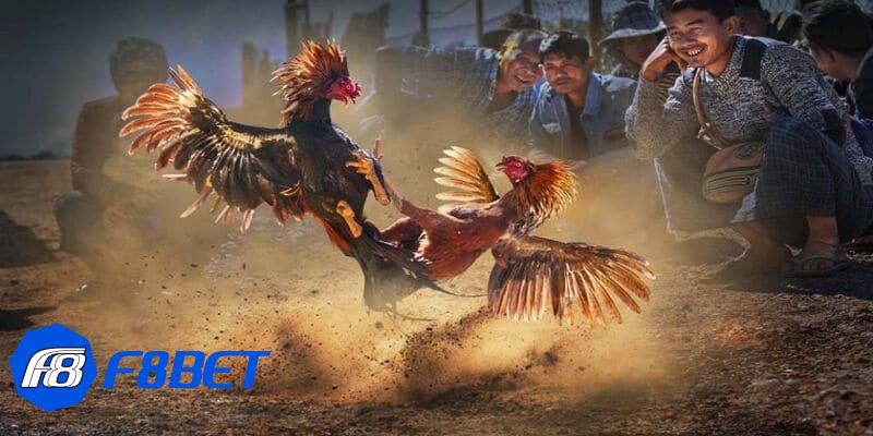 tường thuật đá gà thomo tường thuật đá gà thomo