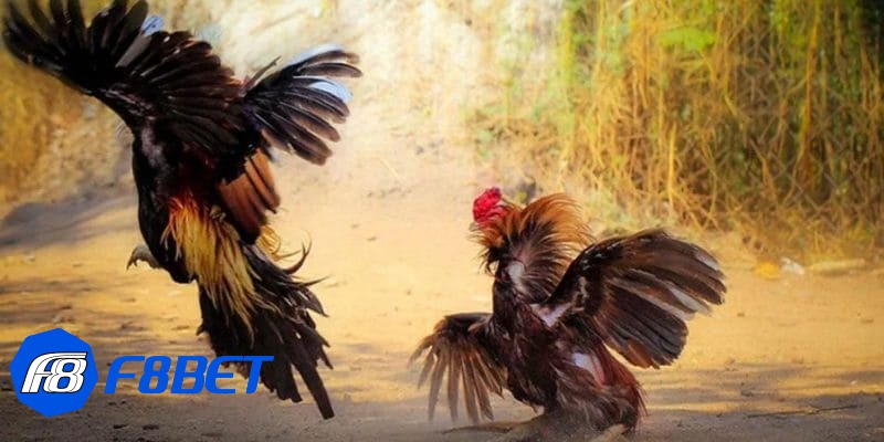 tường thuật đá gà thomo tường thuật đá gà thomo