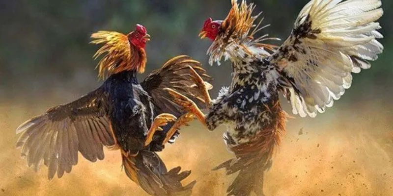 Vài nét về cá cược đá gà cựa sắt tại F8Bet