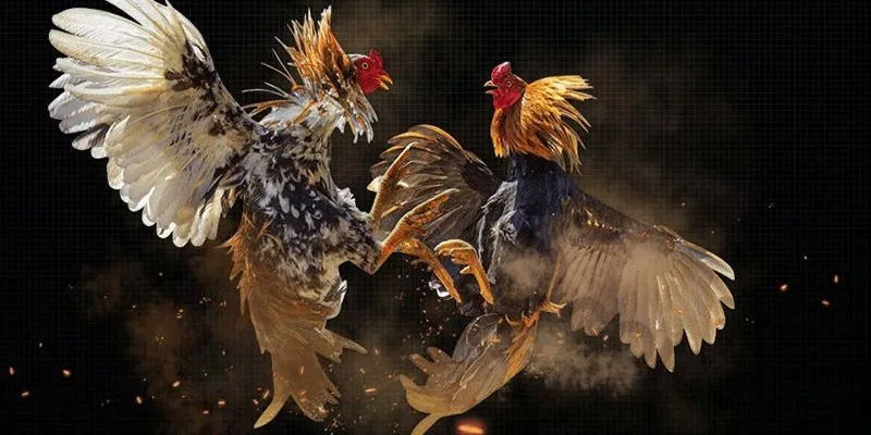 Tổng hợp các kèo cược đá gà cựa sắt thịnh hành