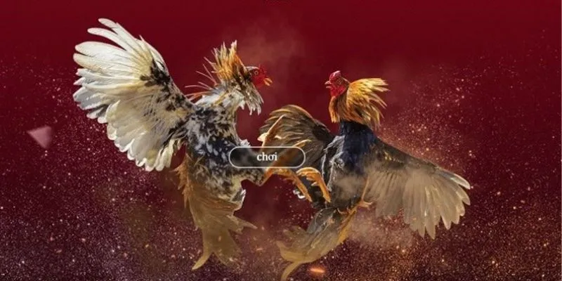 Mẹo cá cược đá gà cựa sắt thắng lớn