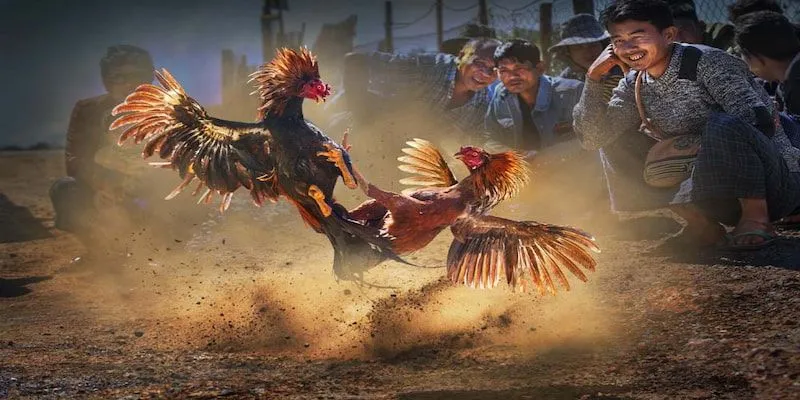 Tìm hiểu cá cược đá gà Philippines tại F8Bet