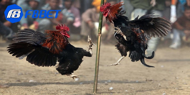 Đá gà trực tiếp