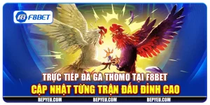 Trực tiếp đá gà Thomo tại F8Bet - Cập nhật từng trận đấu đỉnh cao