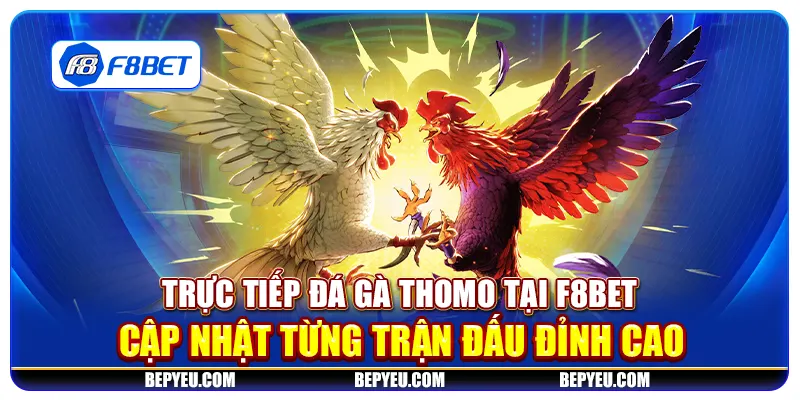 Trực tiếp đá gà Thomo tại F8Bet - Cập nhật từng trận đấu đỉnh cao