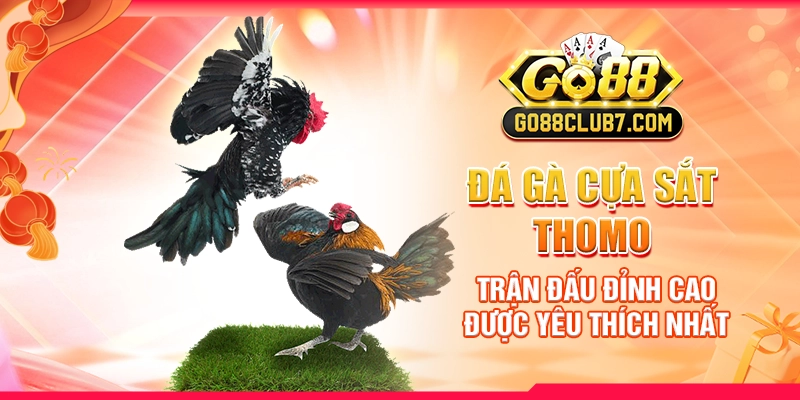 Đá Gà Cựa Sắt Thomo: Trận Đấu Đỉnh Cao Được Yêu Thích Nhất