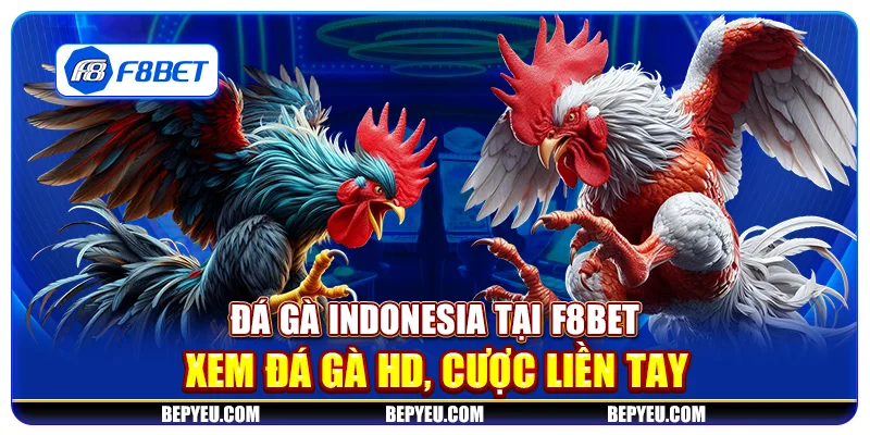 Đá gà Indonesia tại F8Bet - Xem đá gà HD, cược liền tay