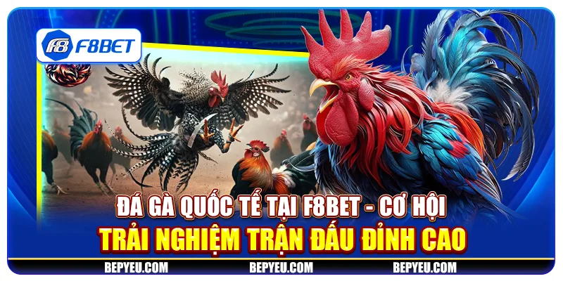 Đá gà quốc tế tại F8Bet - Cơ hội trải nghiệm trận đấu đỉnh cao
