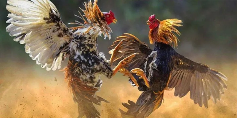 Vài nét về cá cược đá gà Campuchia trực tiếp