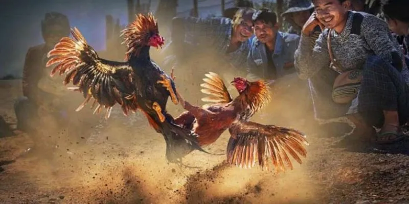 Tìm hiểu luật chơi đá gà Campuchia trực tiếp