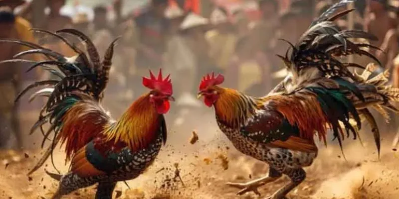 Mẹo cược thắng đậm khi chơi đá gà Campuchia