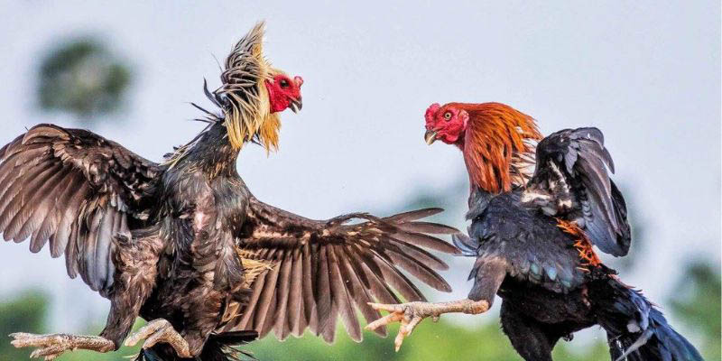 Các hình thức cược phổ biến trong hình thức đá gà cựa sắt thomo