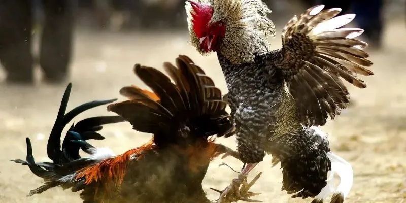 Giới thiệu tổng quan về cá cược trực tiếp đá gà Thomo 