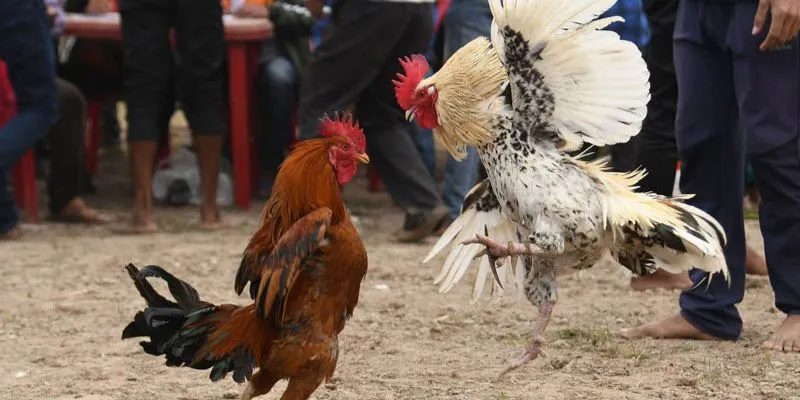 Cách làm giàu khi chơi cá cược trực tiếp đá gà Thomo 